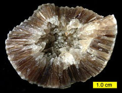 Hóa thạch vỏ với tinh thể Canxit